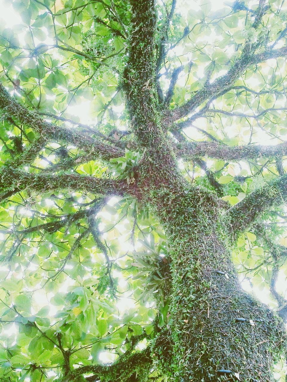 green tree