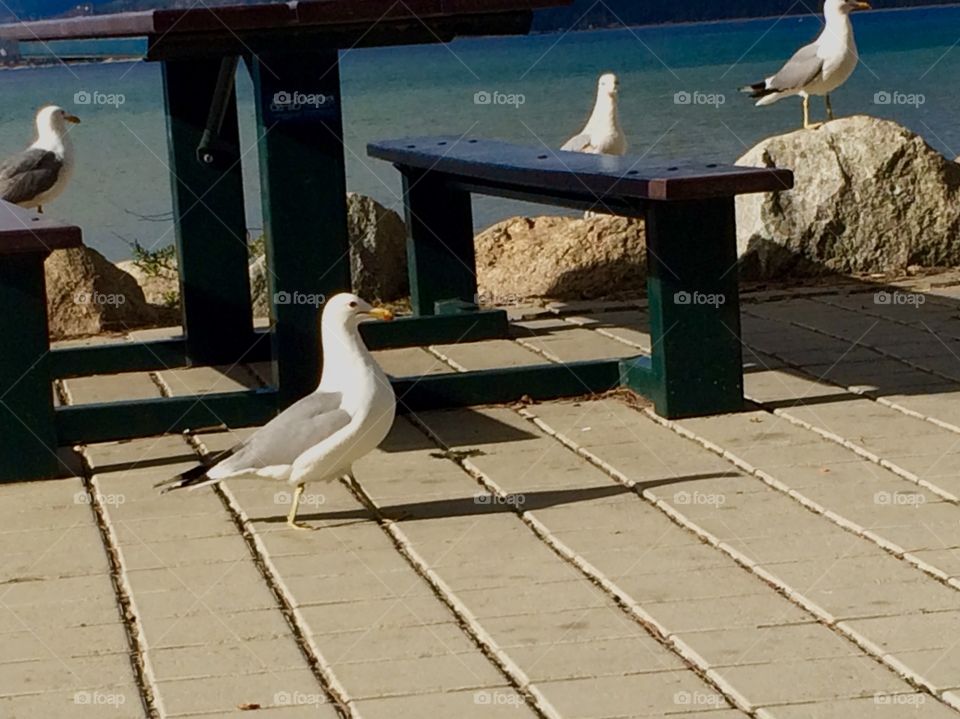 A gull