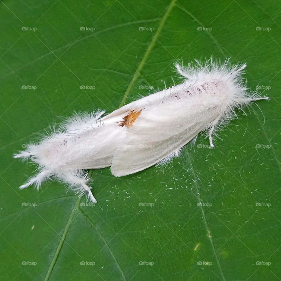 Two white colour insects in love on the leaf.