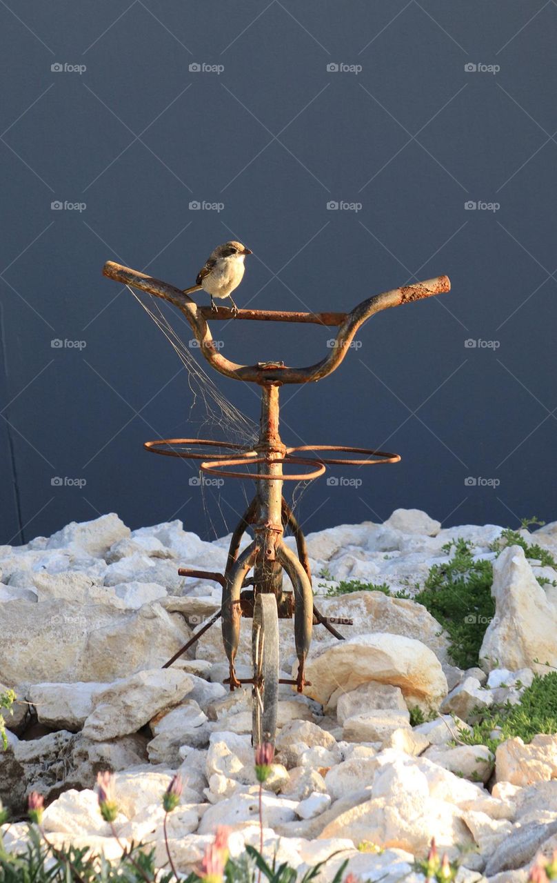 Bird on a Bike Wallpaper