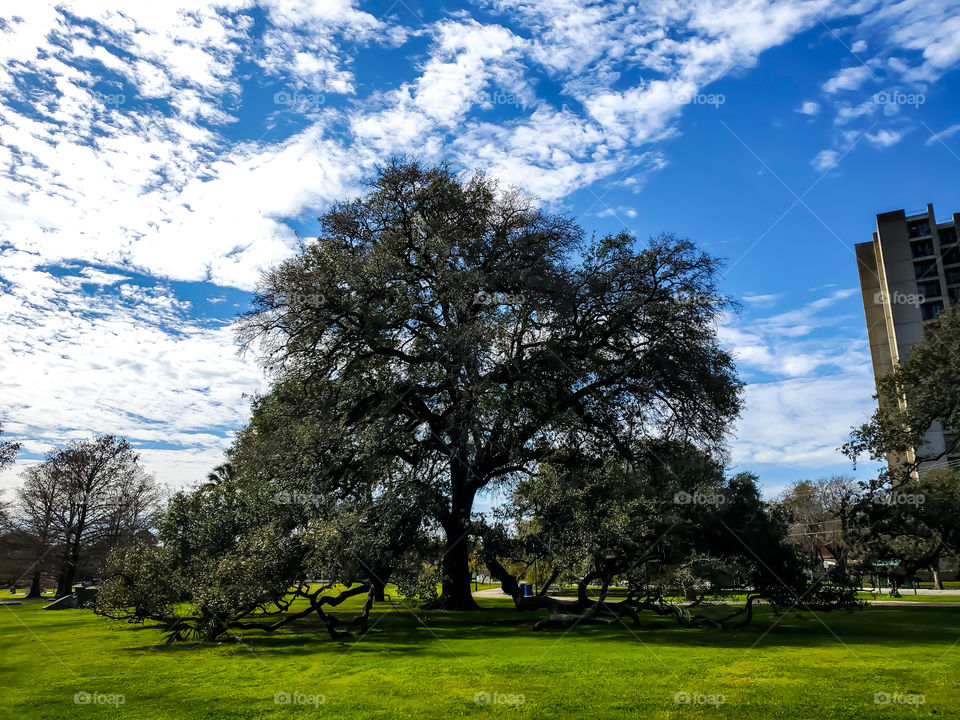 A beautiful mature live oak at the second oldest city park in the United States of America. It is a beautiful bright partly cloudy day.