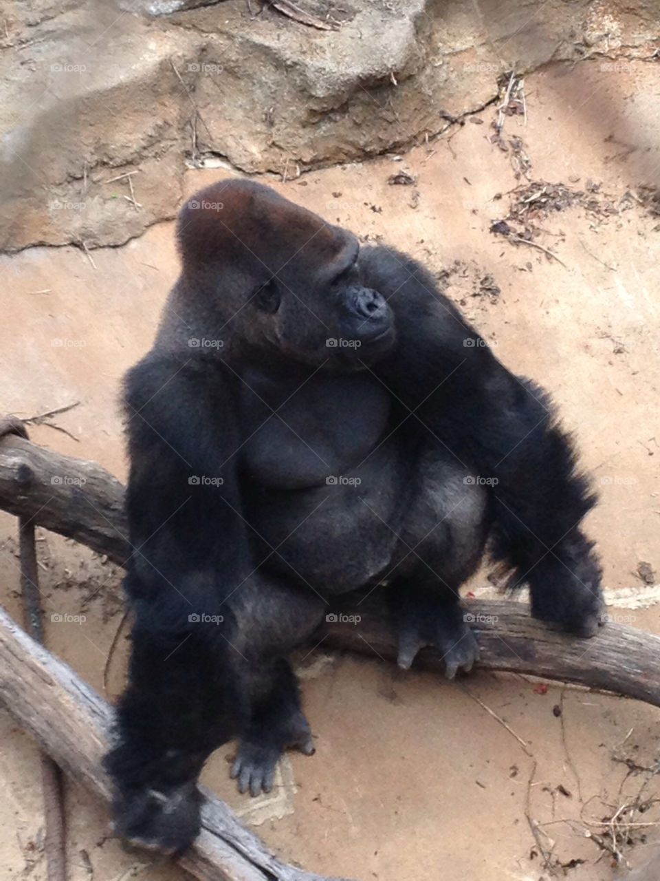 Gorilla in the sun at the Zoo 
