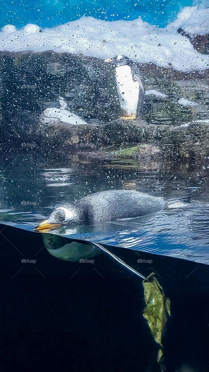 Penguins