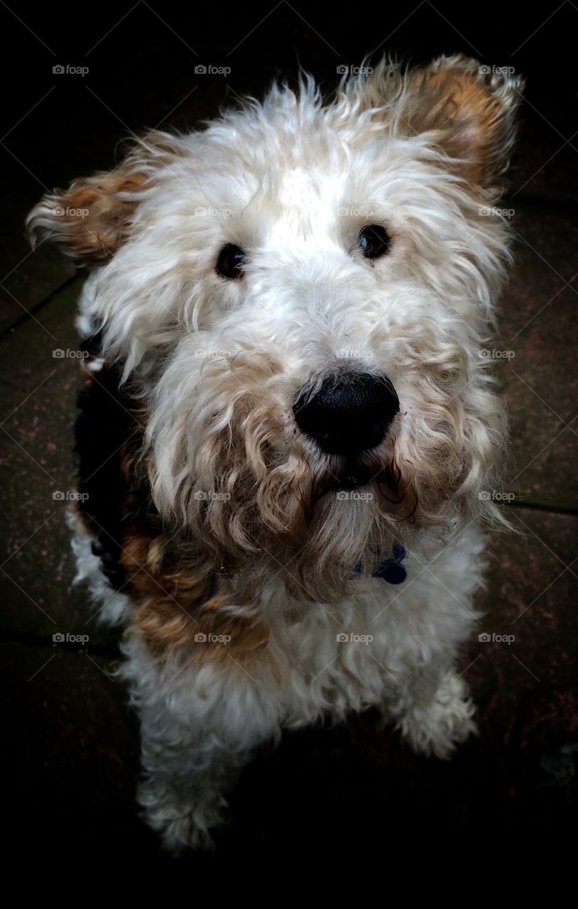 Close-up of a dog