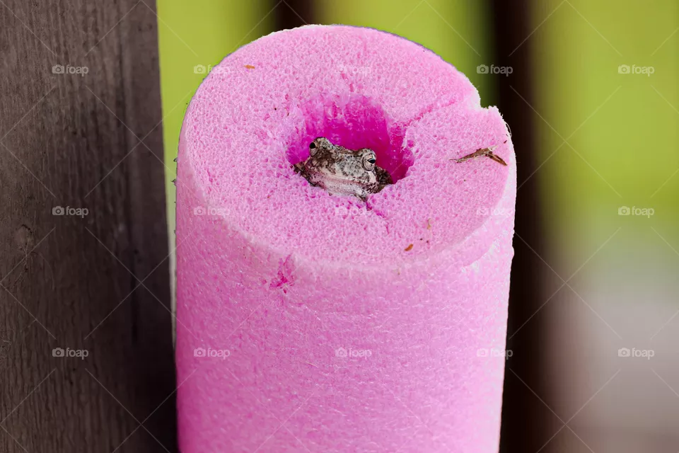 little frog in a pink foam tube