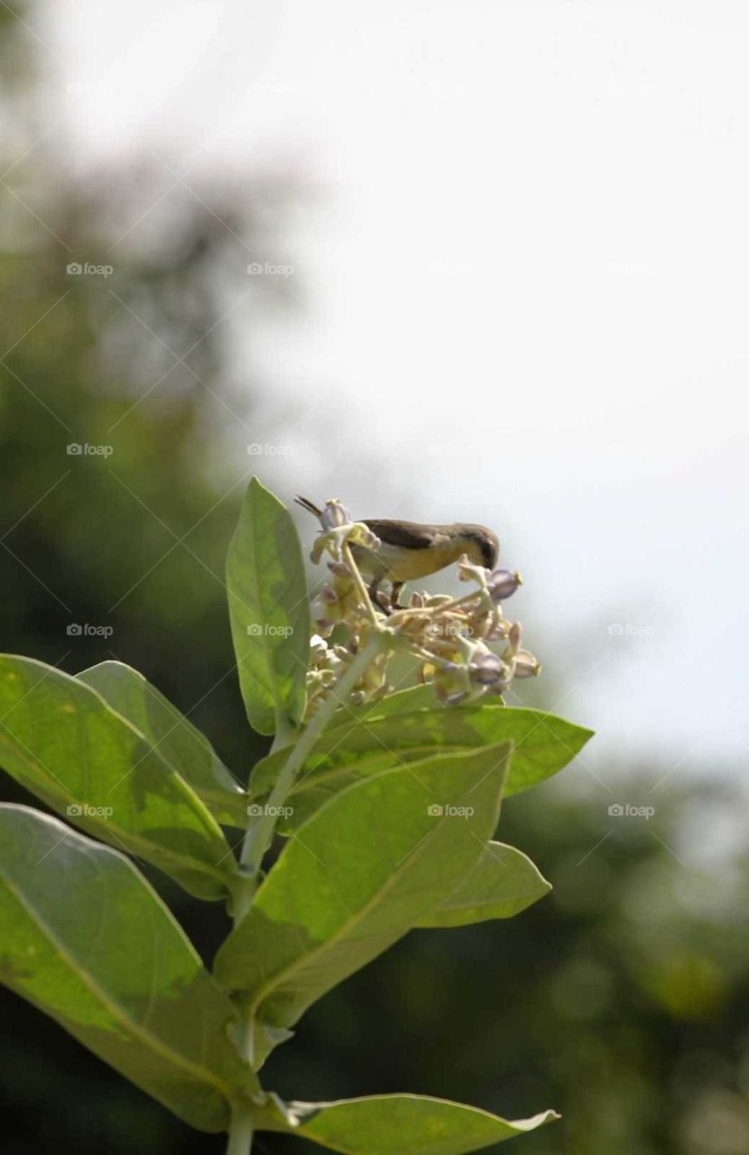 Leaf, Nature, No Person, Flora, Tree
