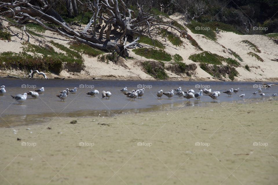 Seabirds on the beach