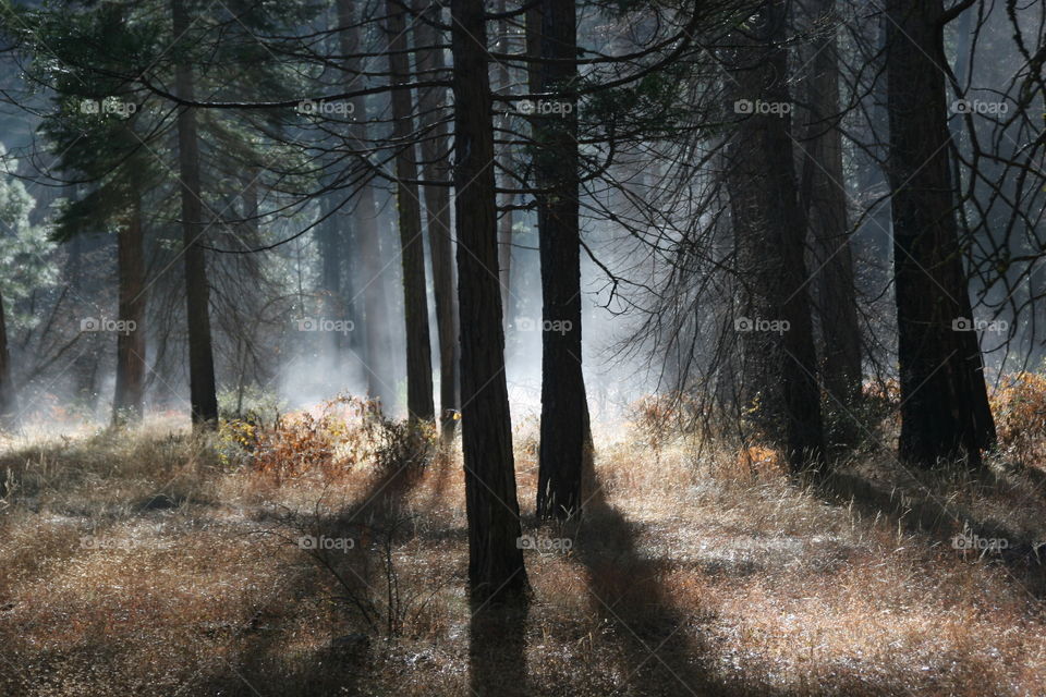 Early morning fog in Yosemite forest