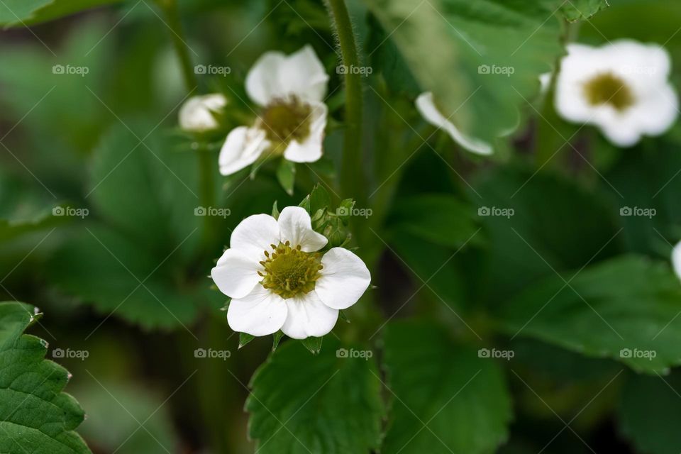 Flowering strawberry 