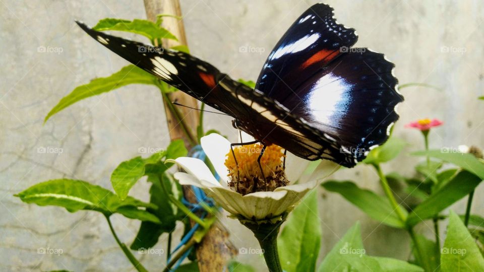 Butterflies are sucking on nectar.