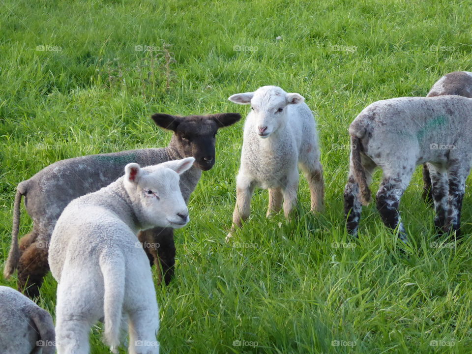 brothers and sisters / play together on the dike 