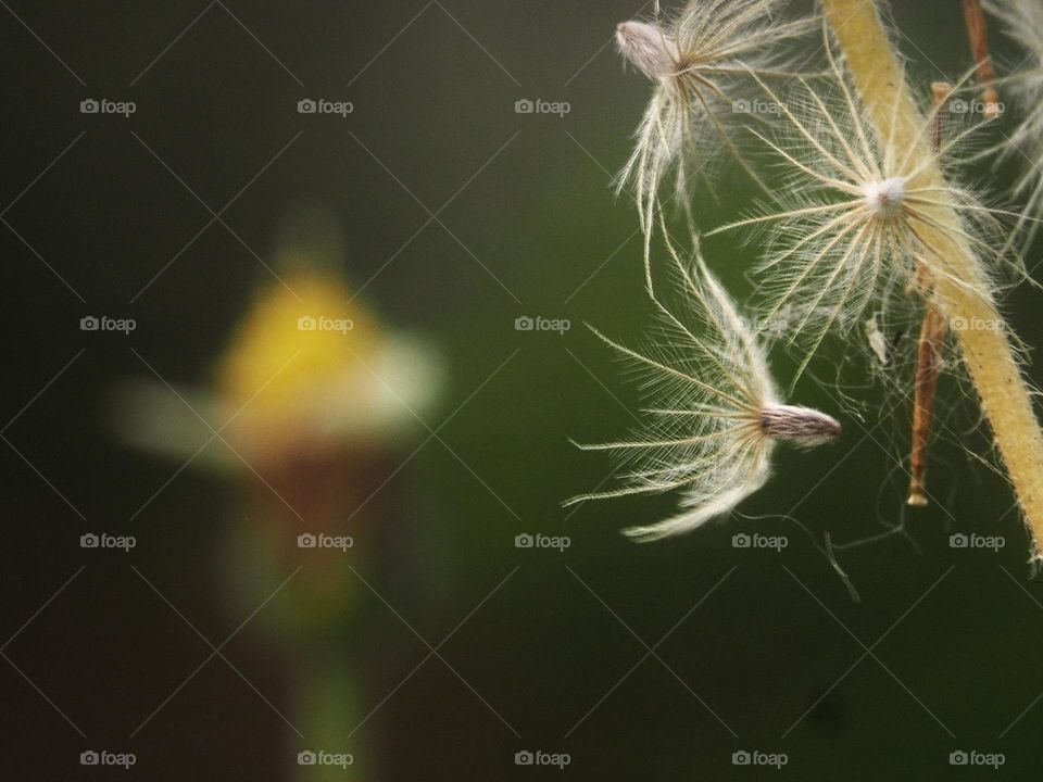 dandelion