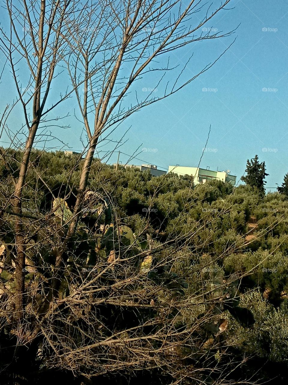 House's between the nature