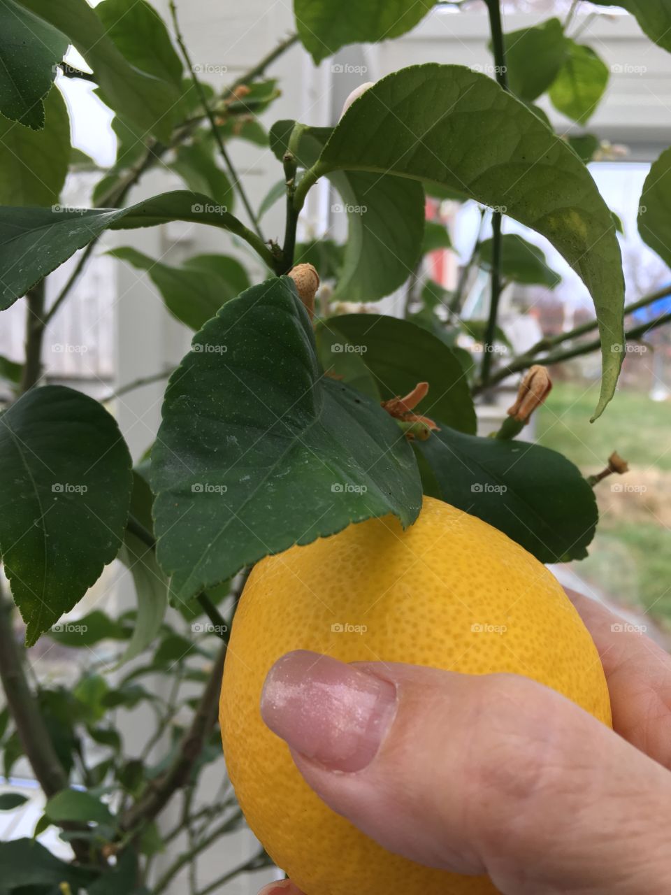 Woman hand picking a lemon from tree branch