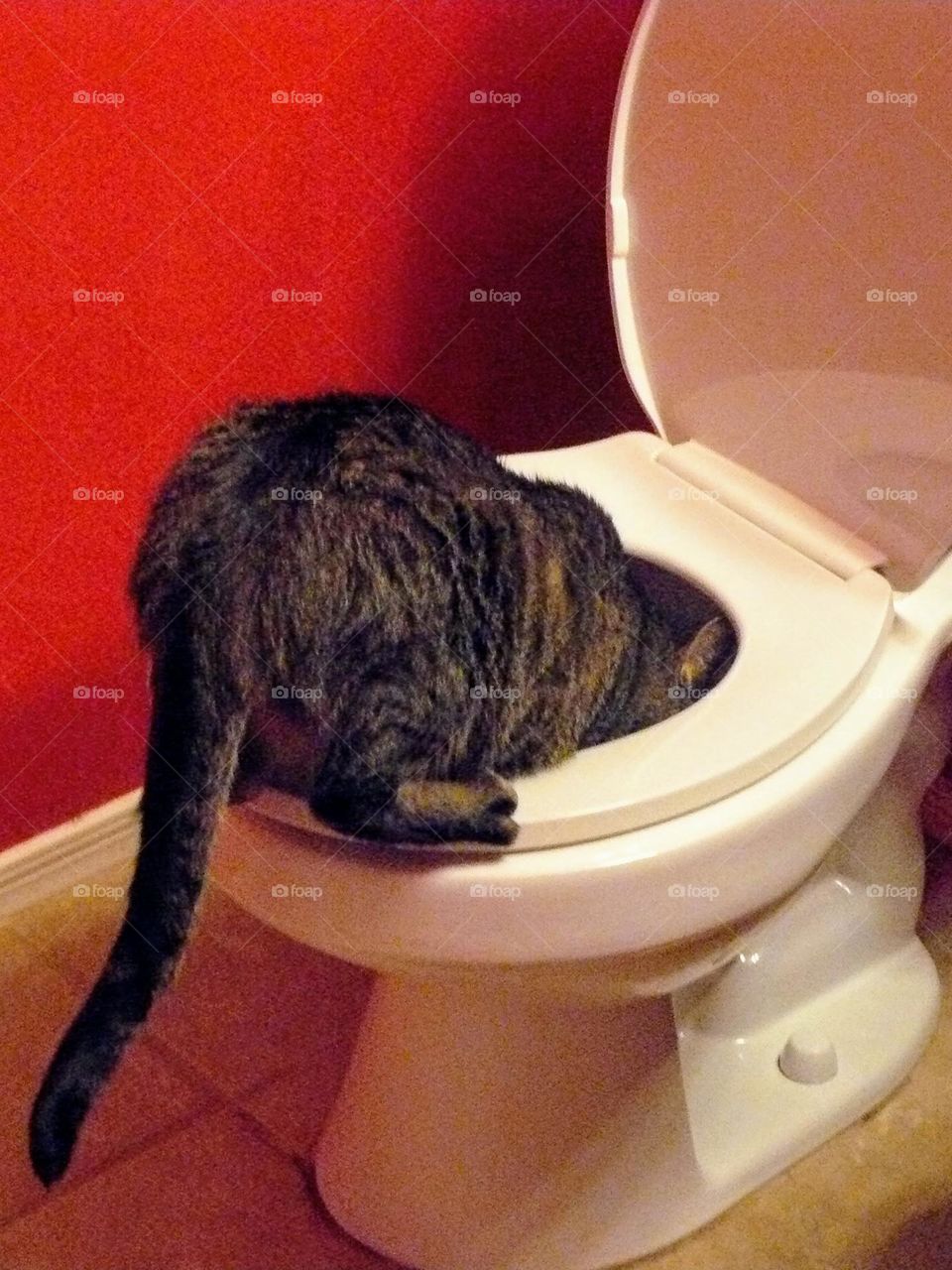 Feline plumber