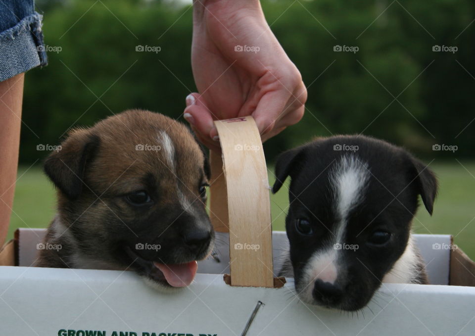 Out and About. One month old border collie mix. 