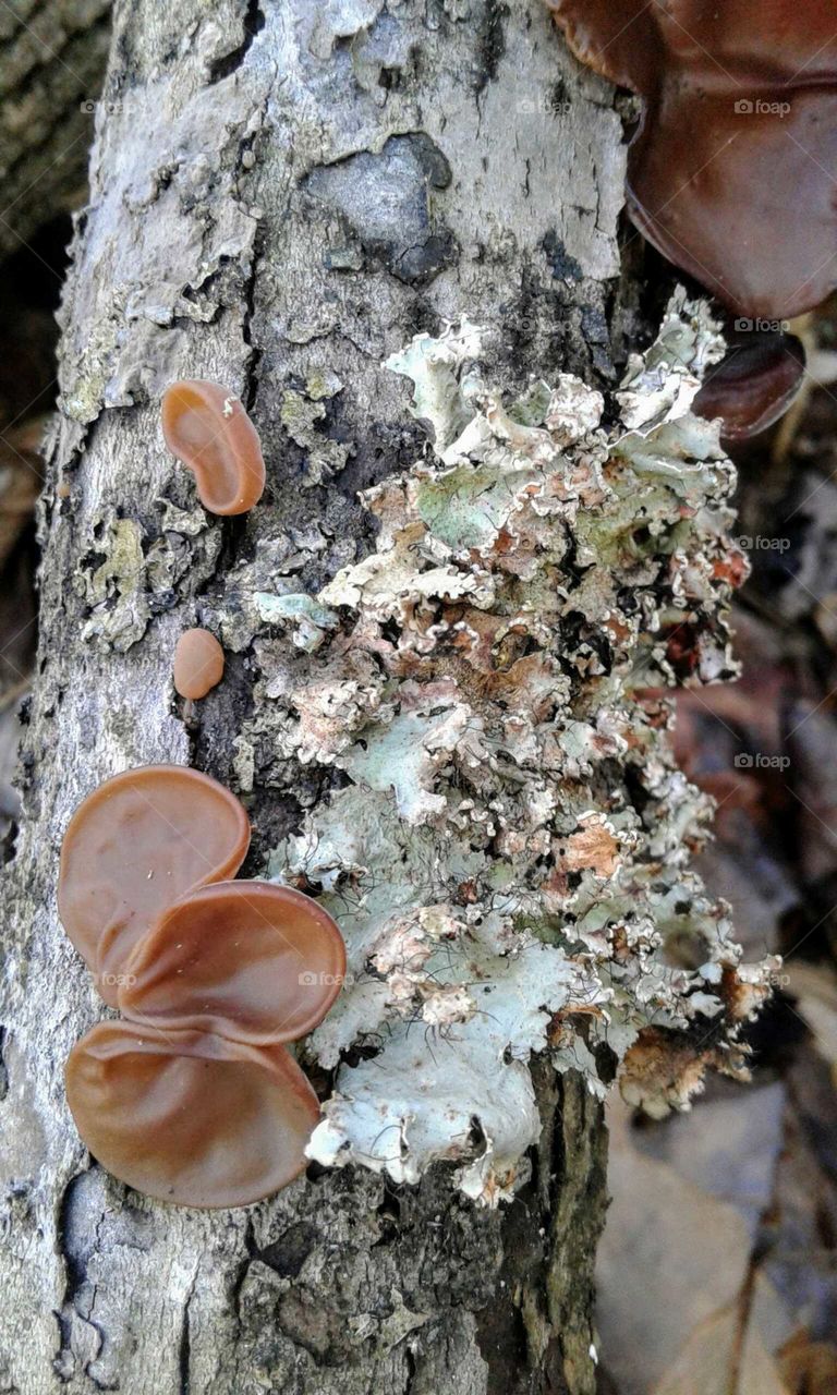 Lichen