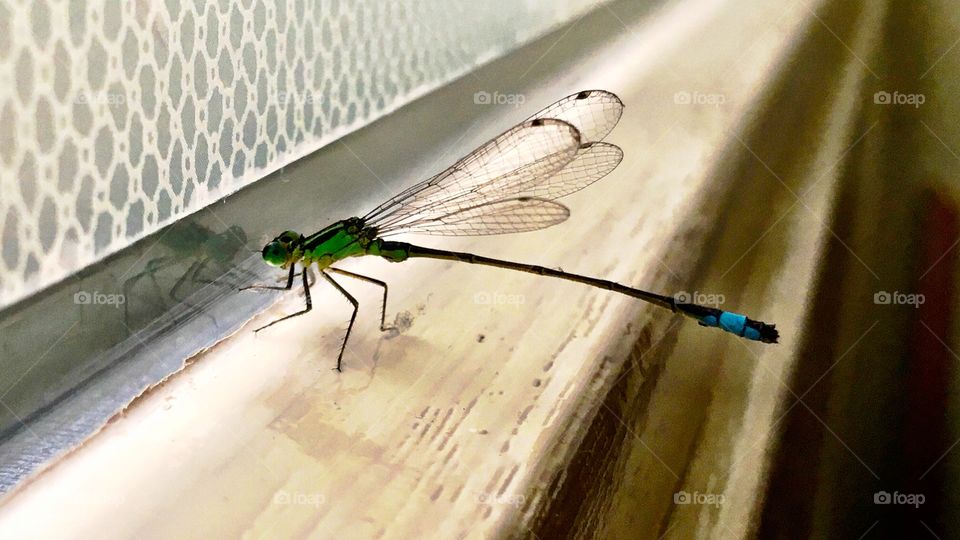 A Blue-tailed Damselfly in distress. Eventually she got out. A happy ending 