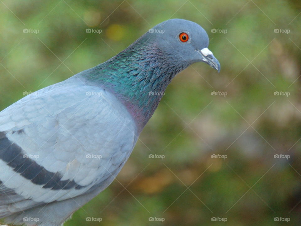 Indian pigeon with blur background