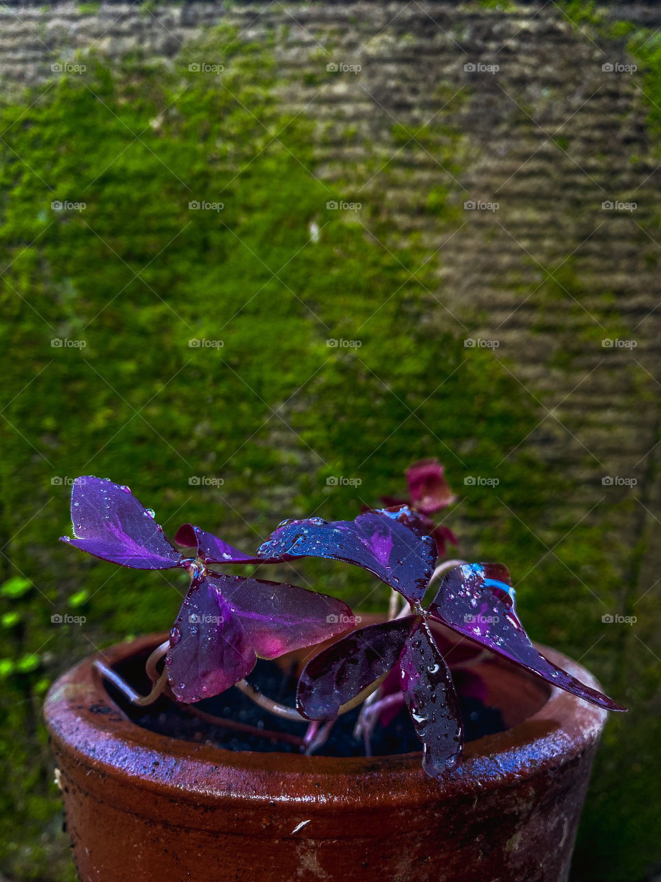 Oxalis Triangularis flower 