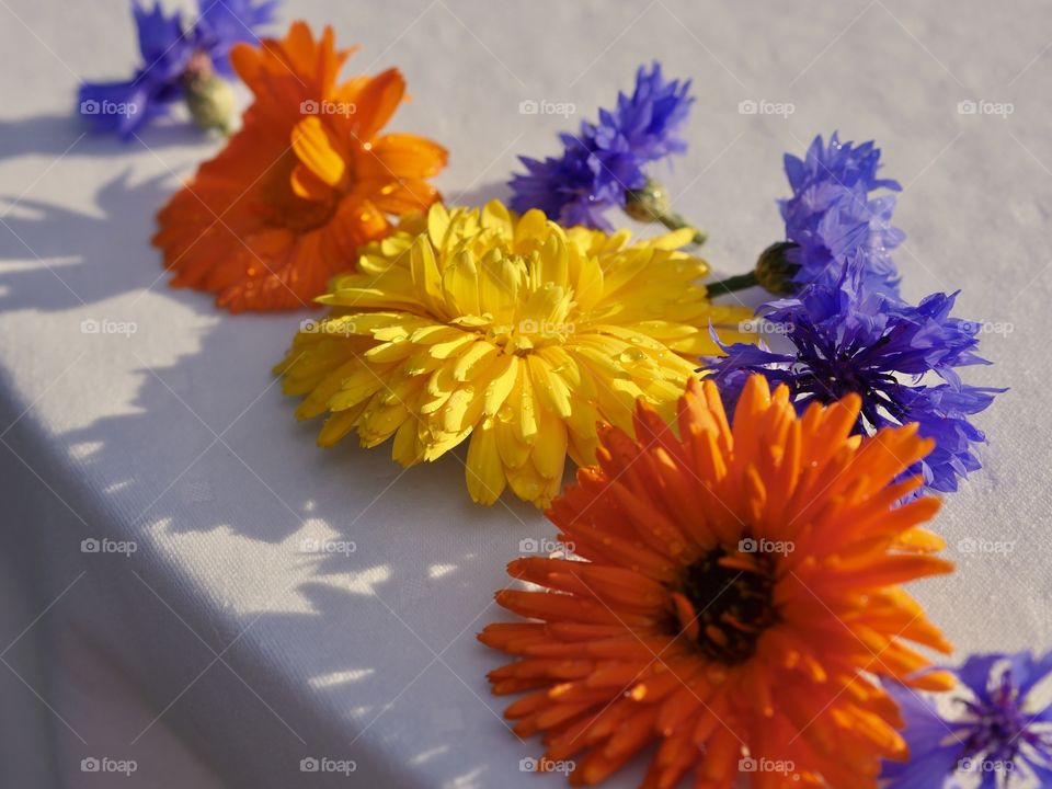 Flowers cornflowers on white tablecloth