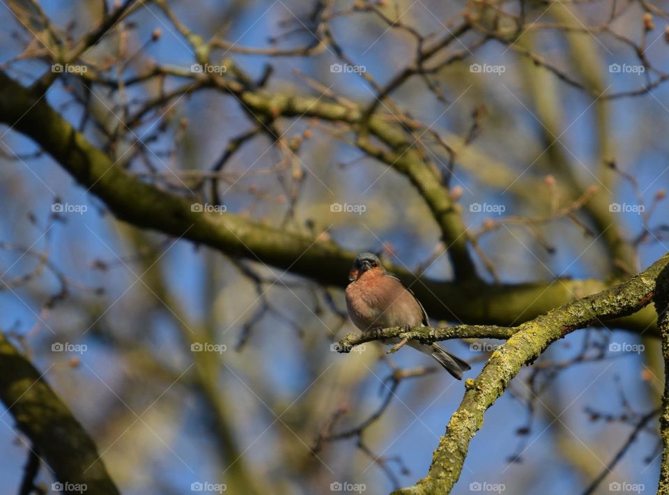 Buchfink im Gebüsch