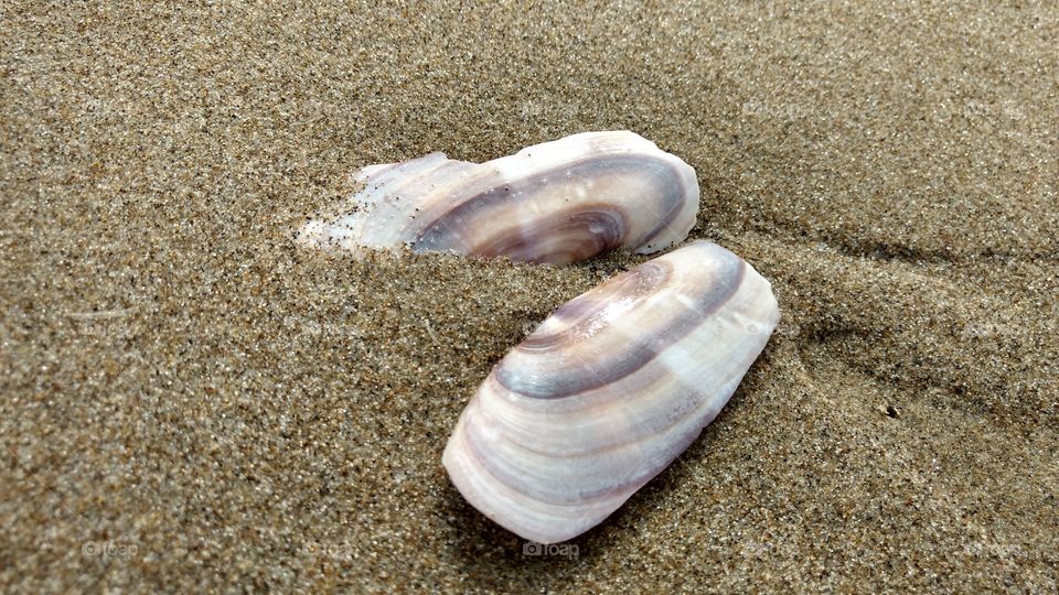 Shells in the Beach
