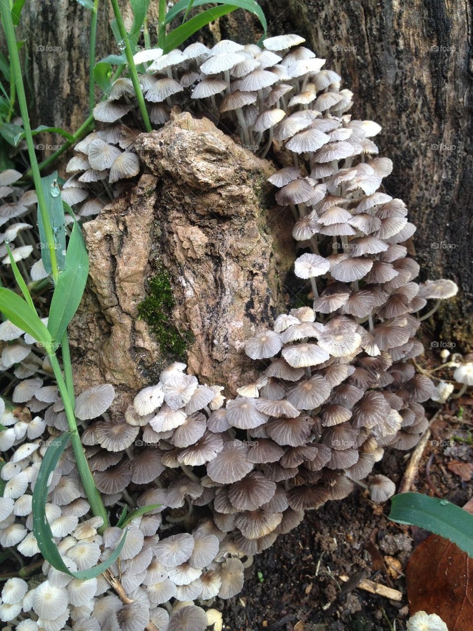 Mushroom city