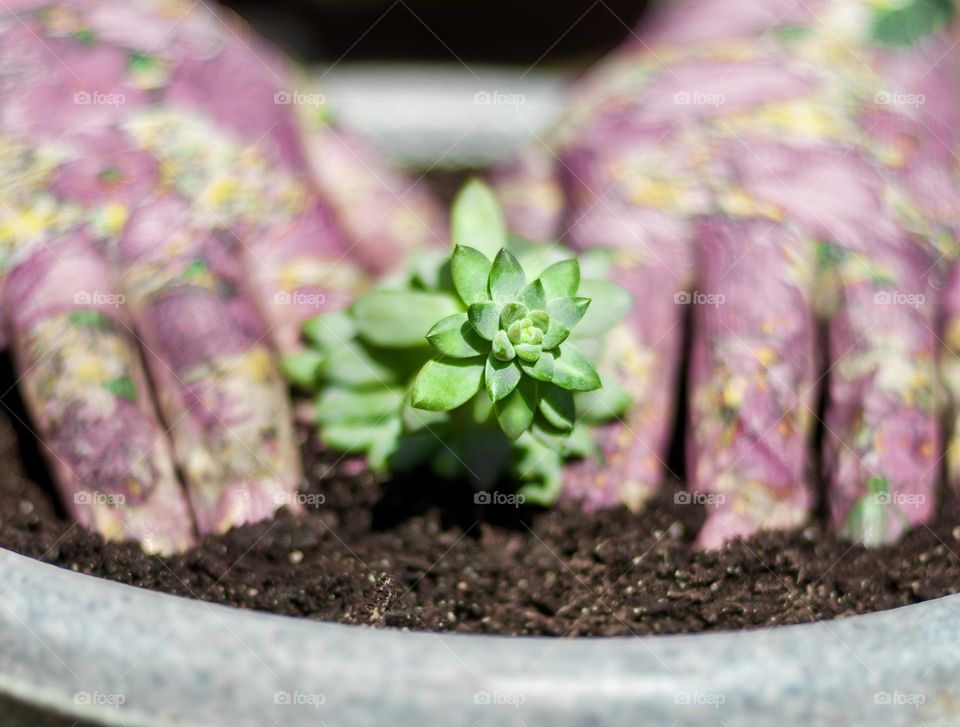Pink, garden gloved hands, gently pot a new plant