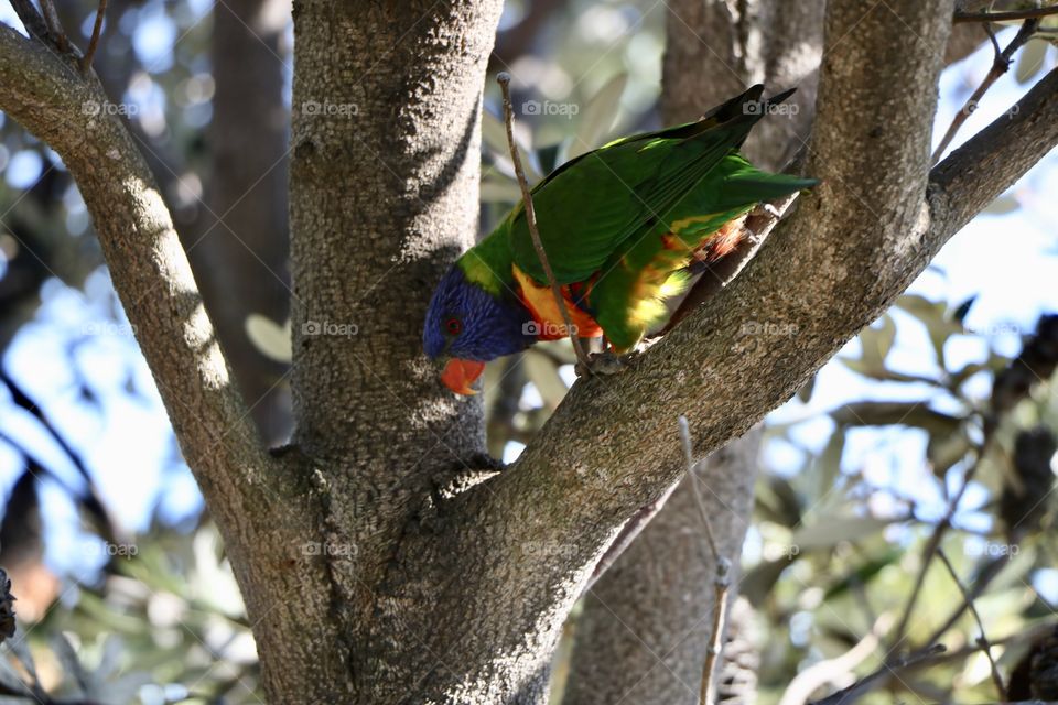 Fabulous colour of a parrot.