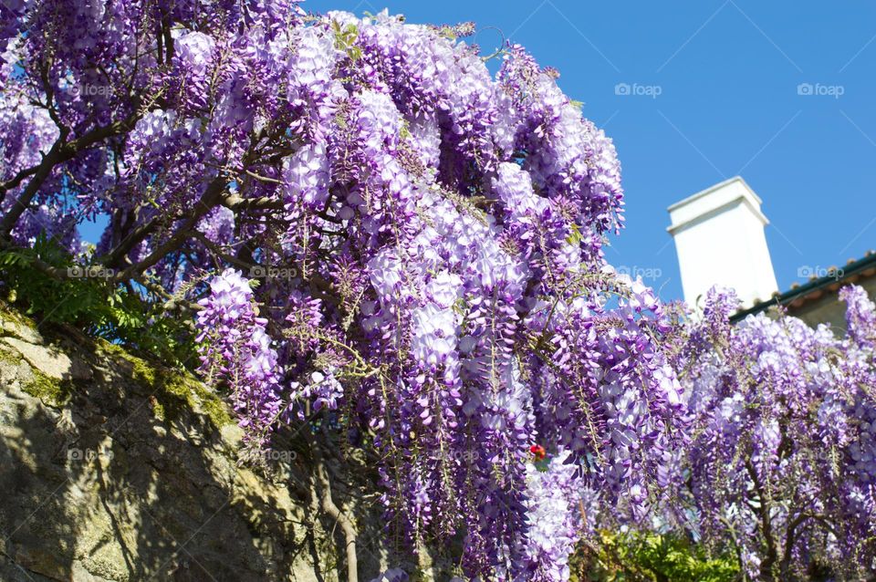 wisteria in full bloom