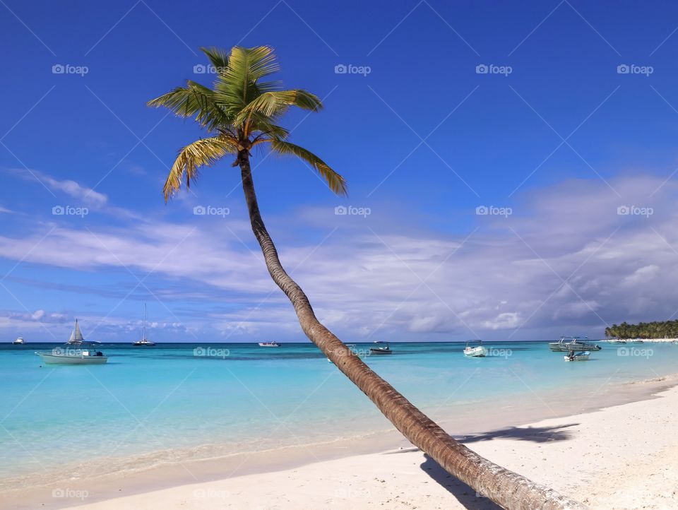 Palm tree on the beach of a tropical island in the ocean