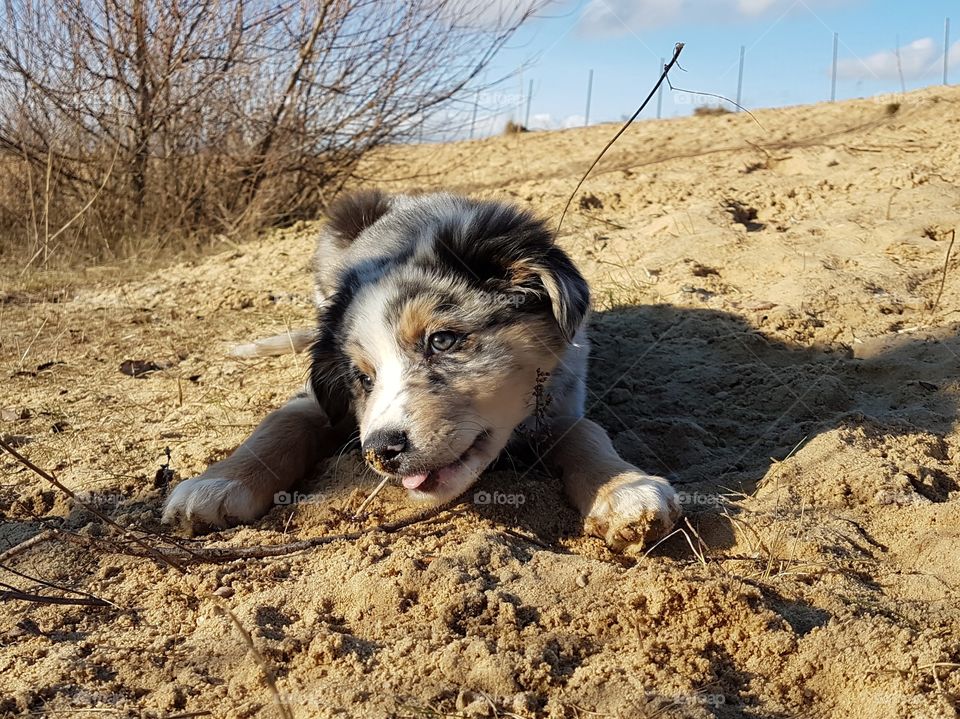 a young handsome puppy having fun outdoors on a sunny winter day. she pushes out her tongue cheekily.