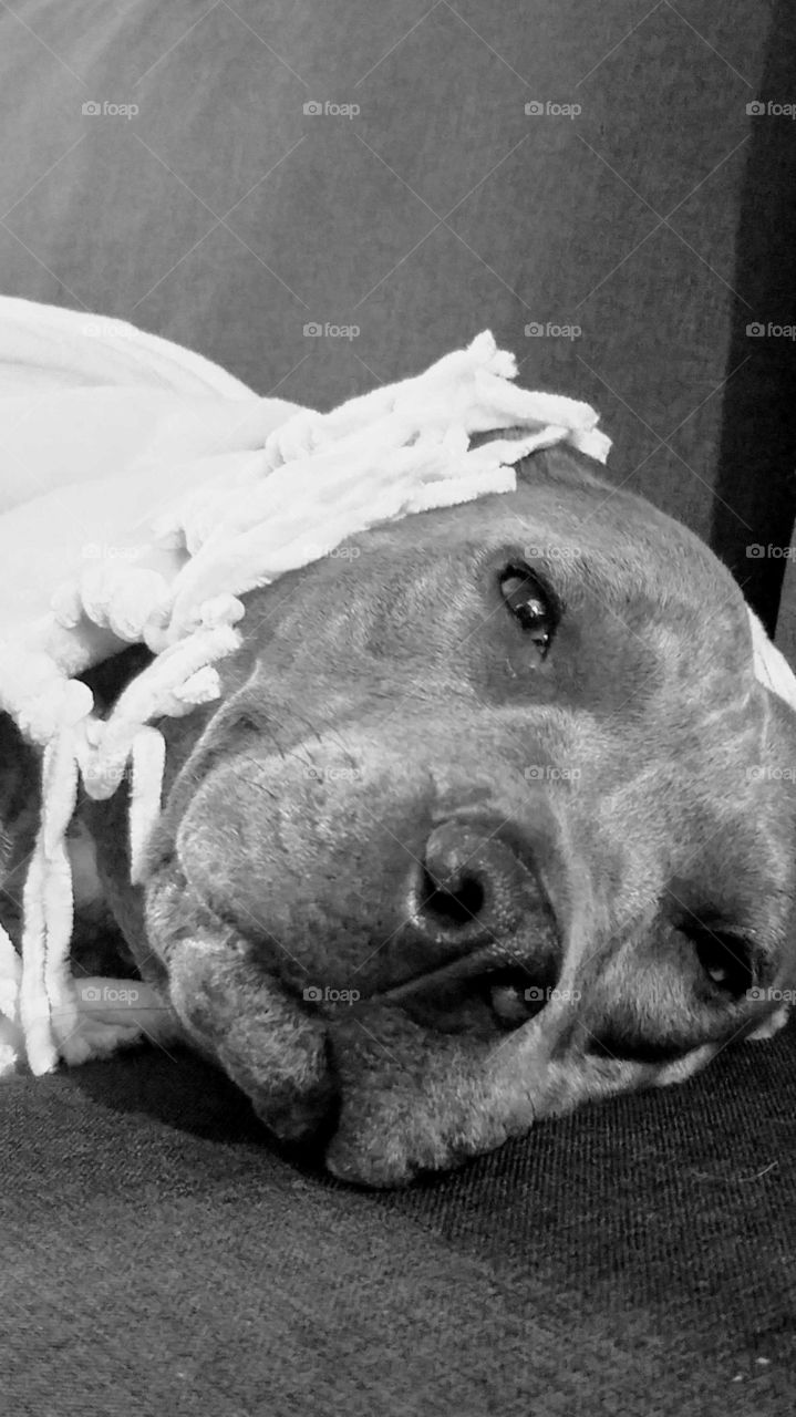 Large Gray pitbull dog with dark nose and  brown eyes staring while laying under a fleece blanket with tassels. black and white