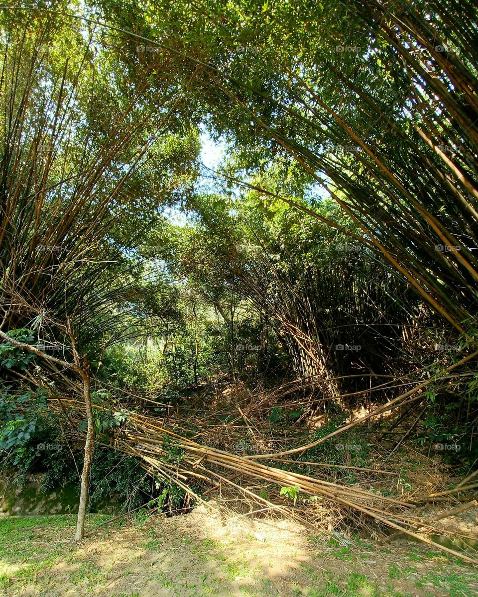 Did you see the eye of the forest?