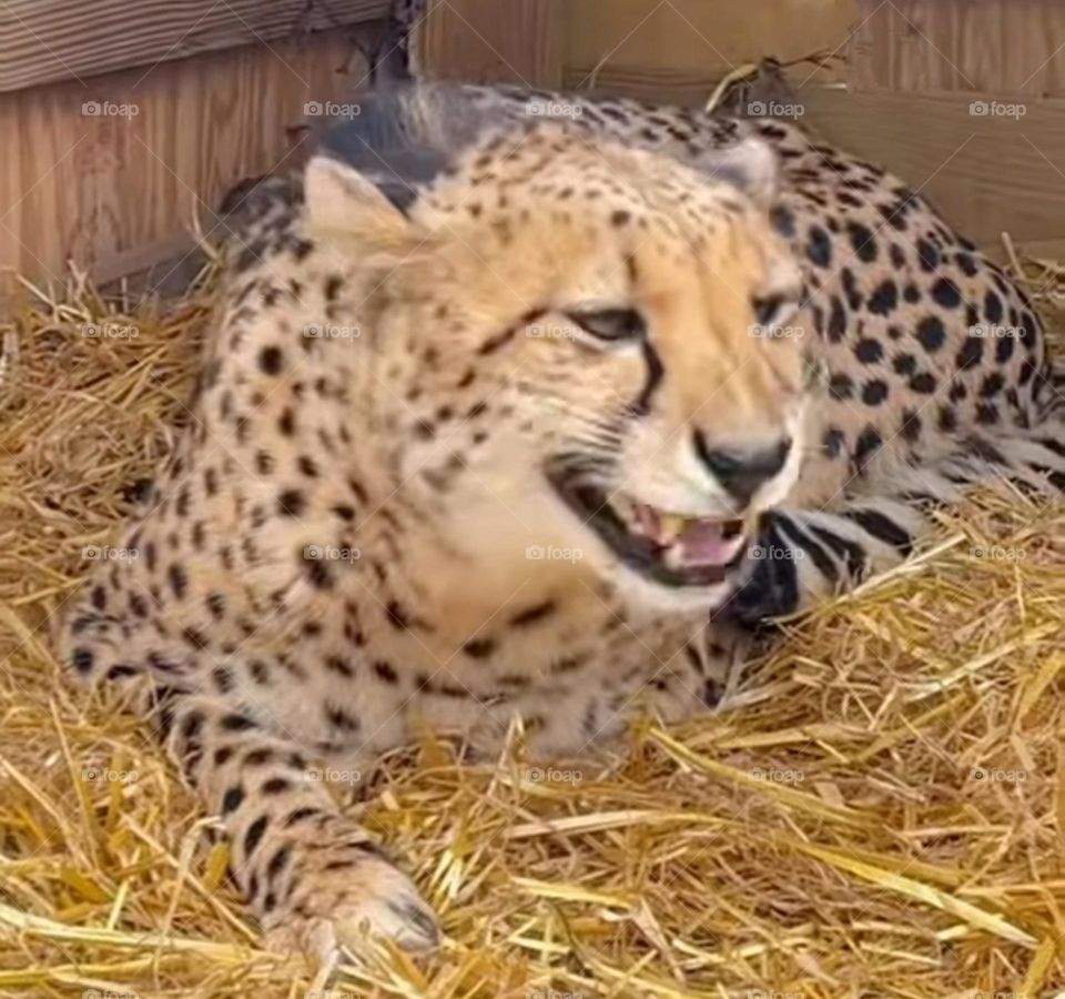 A most beautiful and cute leopard in the park .