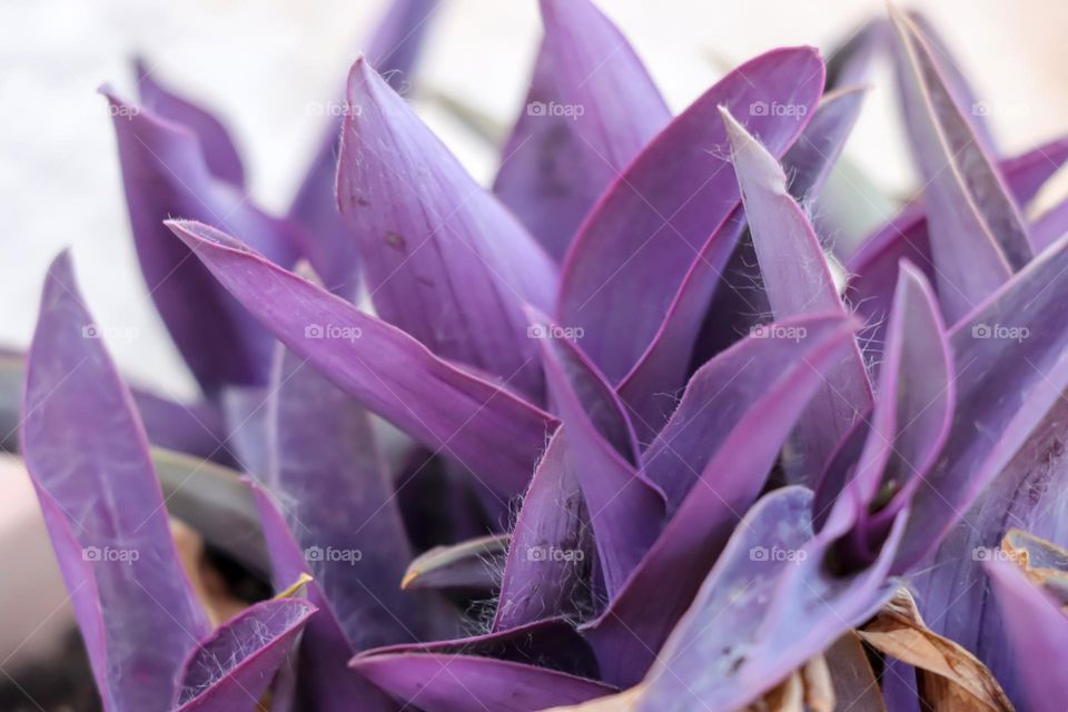 Purple leaves