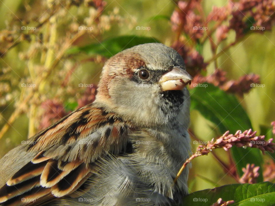 Vogel im Freien