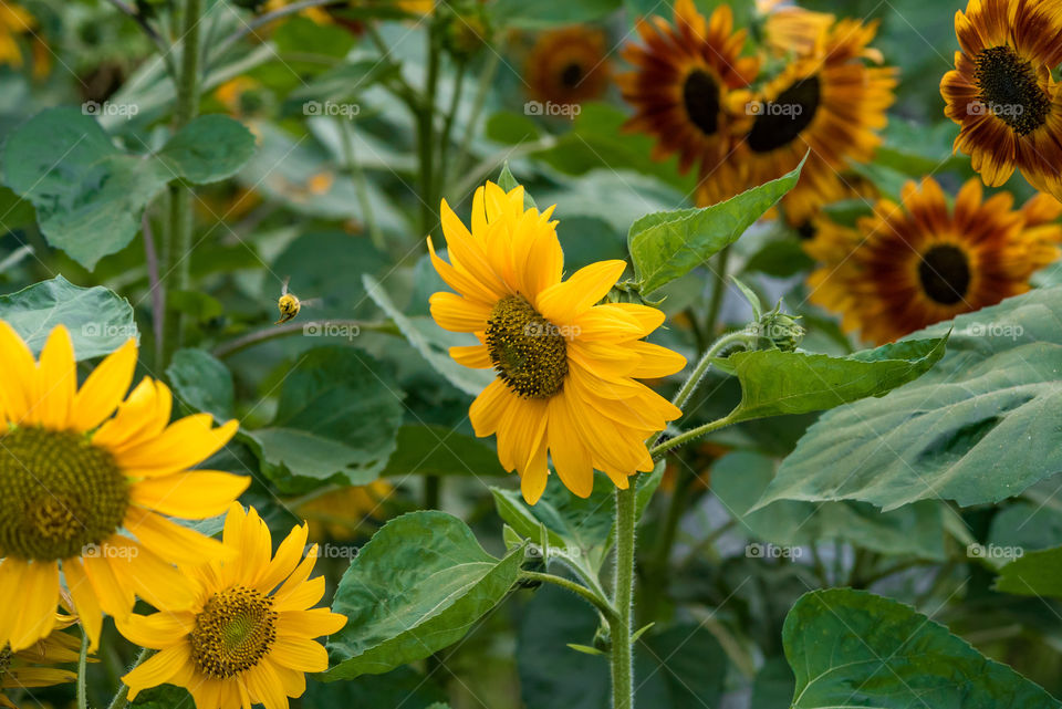 sunflowers bees and bumblebees