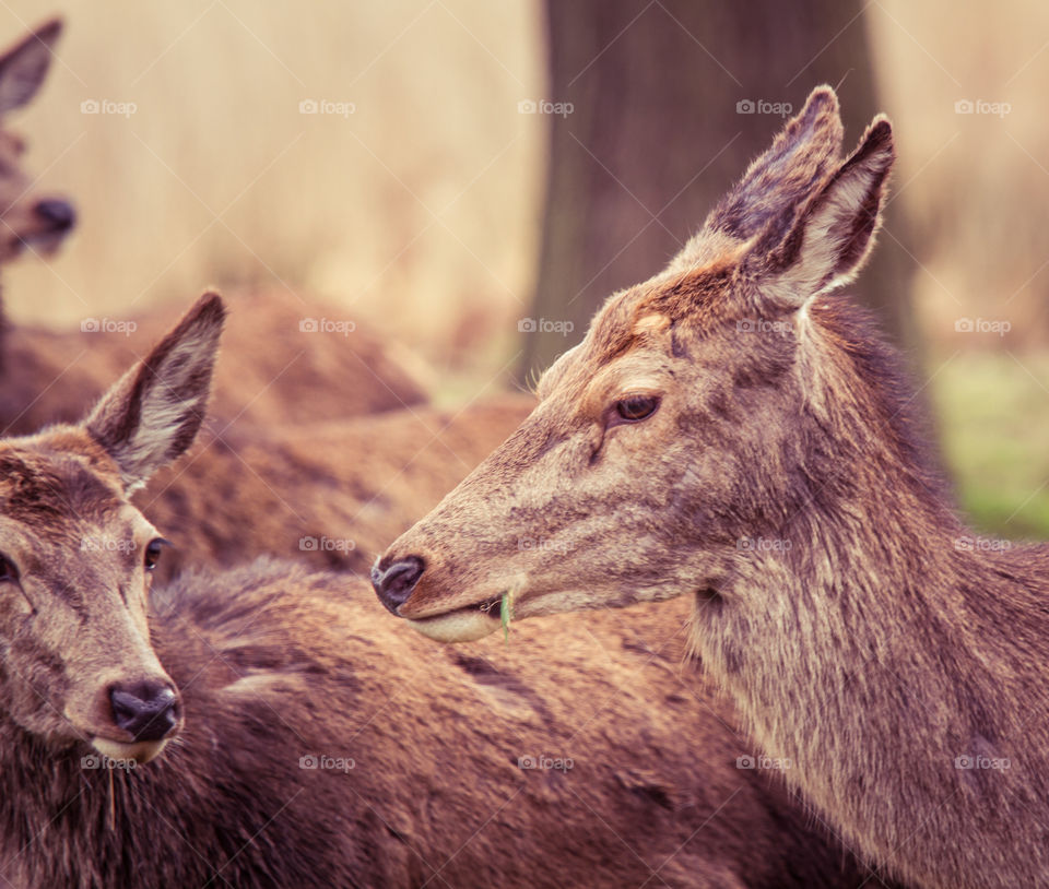 A beautiful deer in the park. Richmond park in London. Sweet animal portrait.