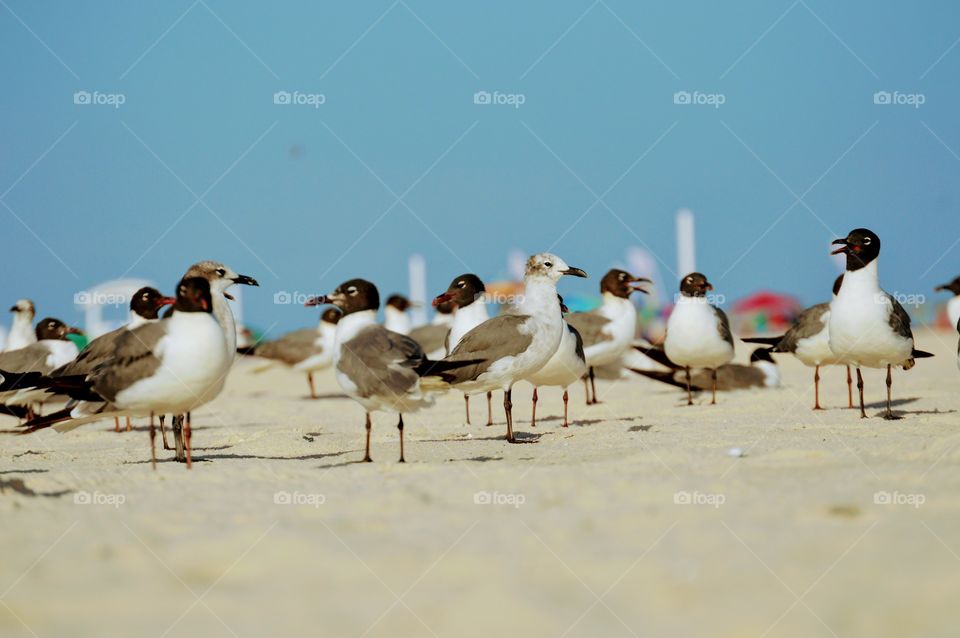 Birds on the beach
