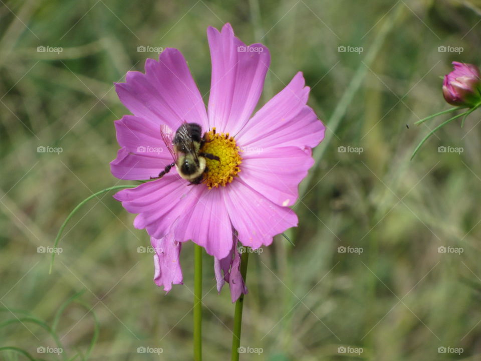Bee on a Purple Daisy