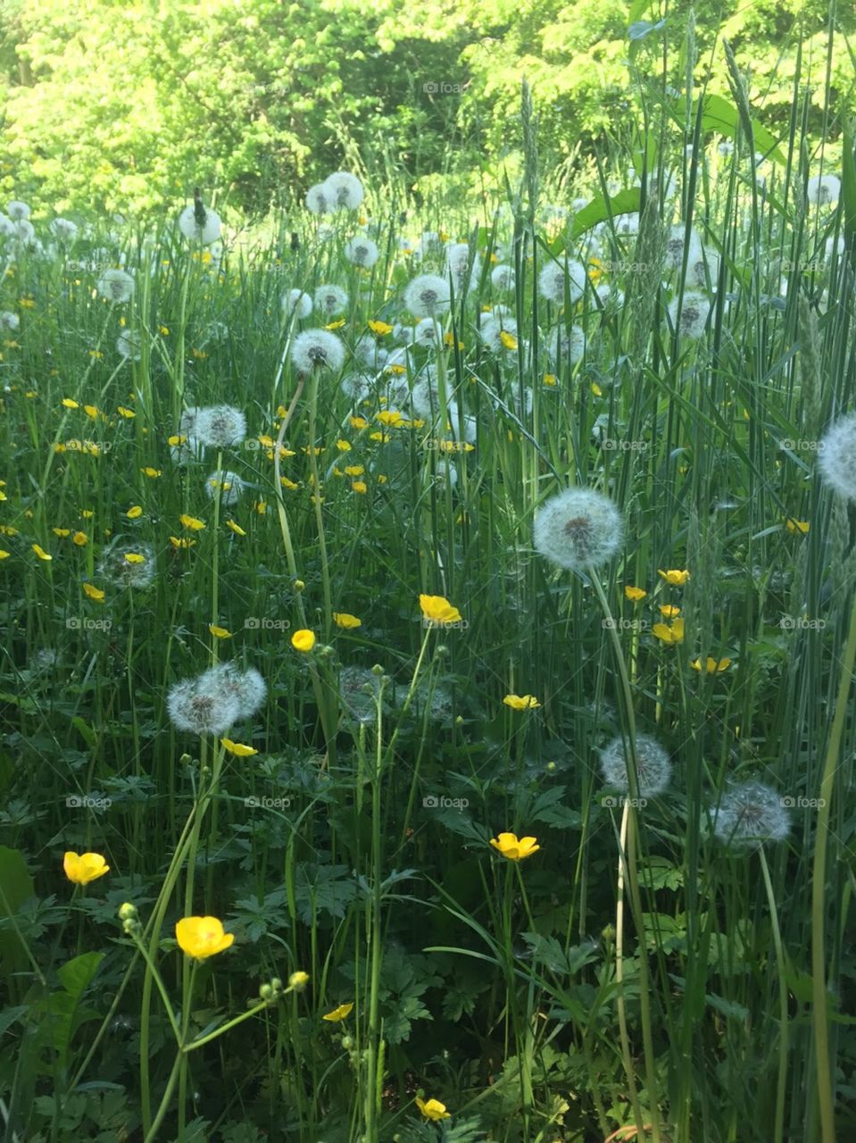 Field of wildflowers. Tall green grass with yellow dandelions and wispy, white weeds. 