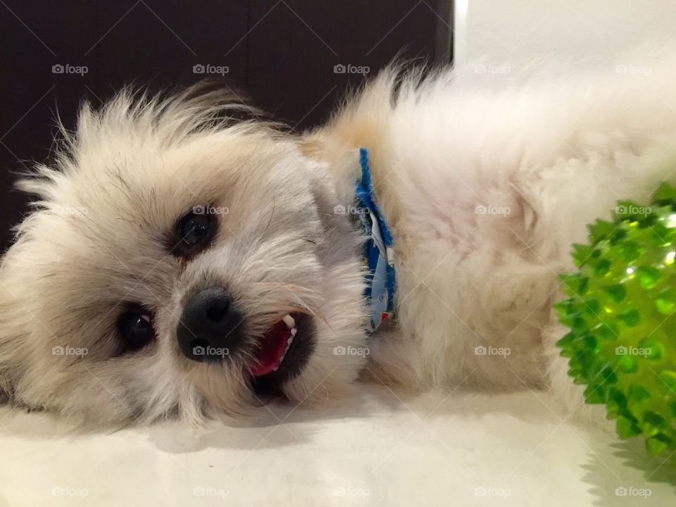 Shiranian dog . Shiranian dog laying down on the floor with green ball