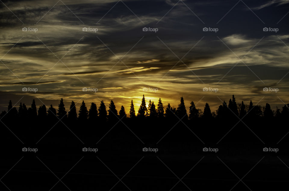 sunset among pines