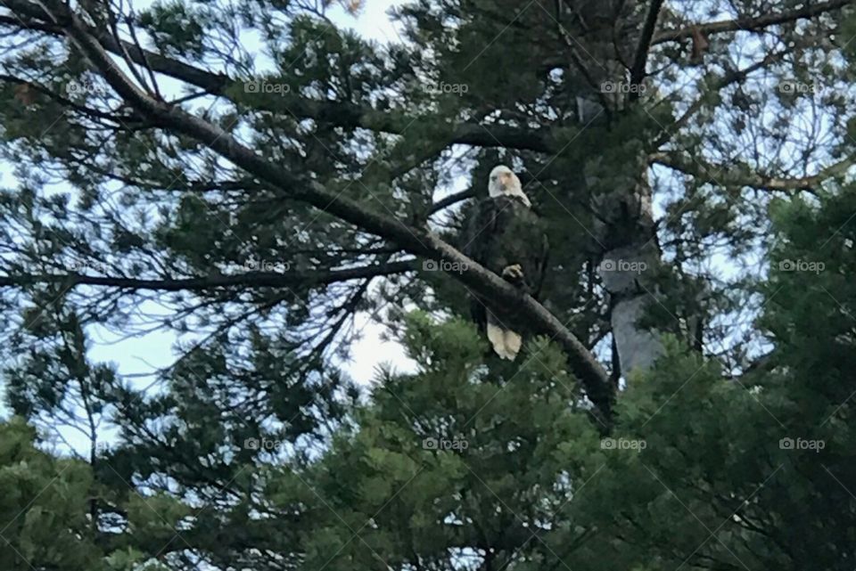 Bald Eagle watching over us!