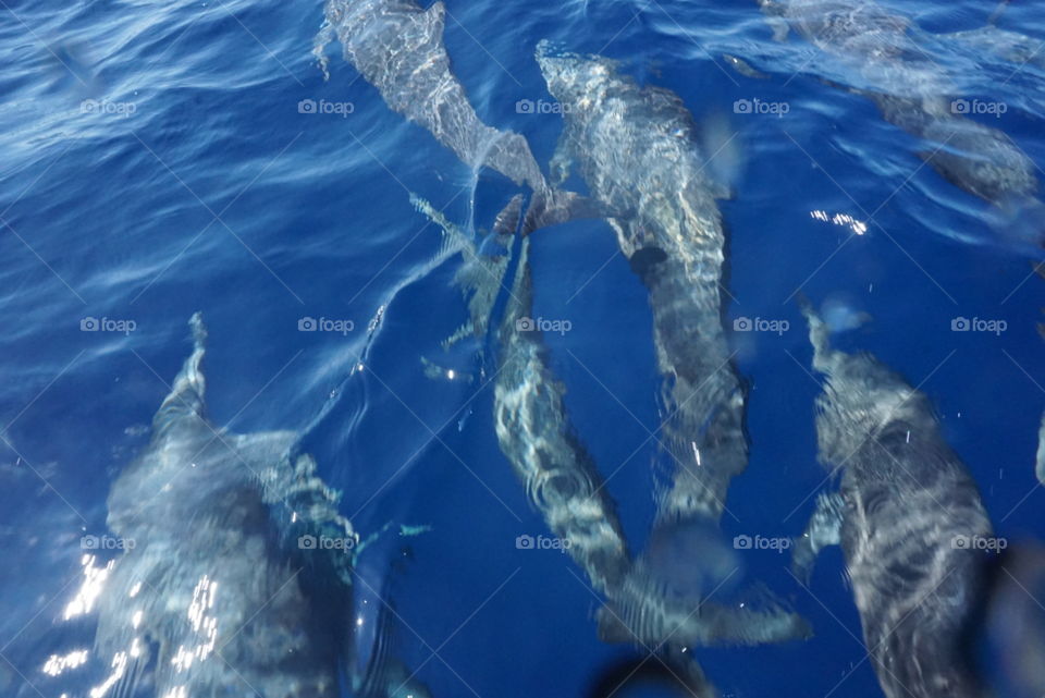 Acapulco wild deep sea Dolphins 