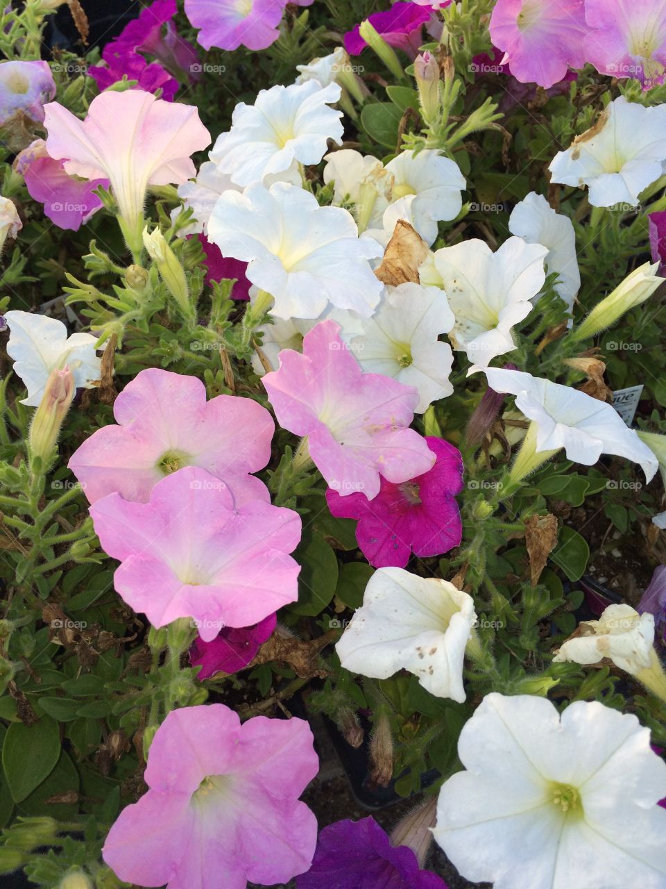 Flower . Walk in nature