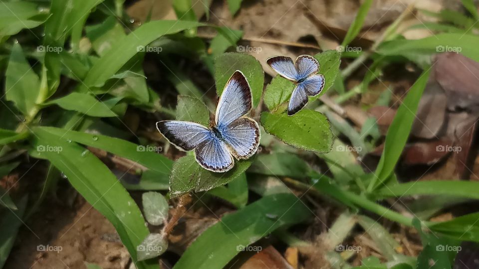 Beautiful Butterflies