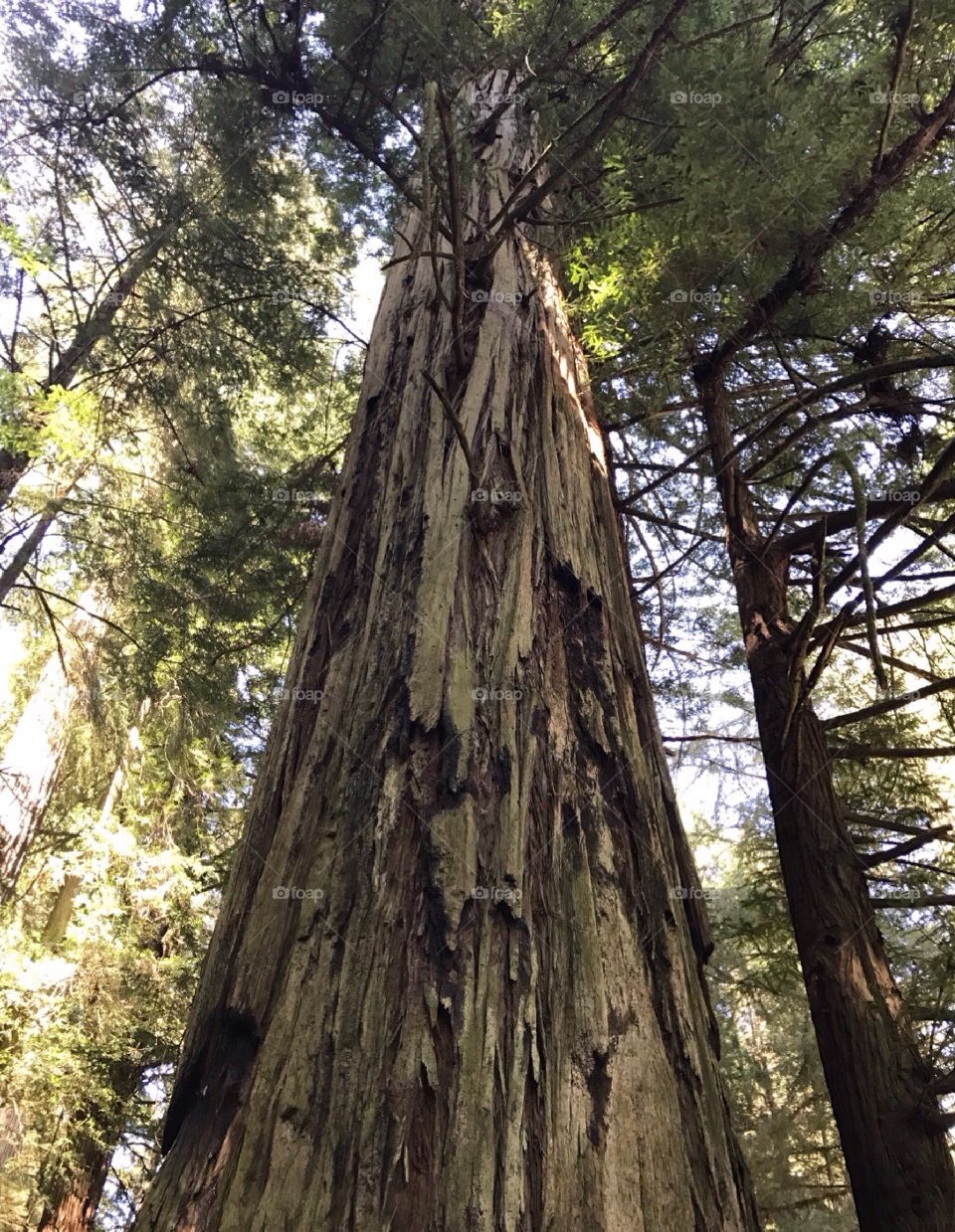 Bark on a beautiful tree.